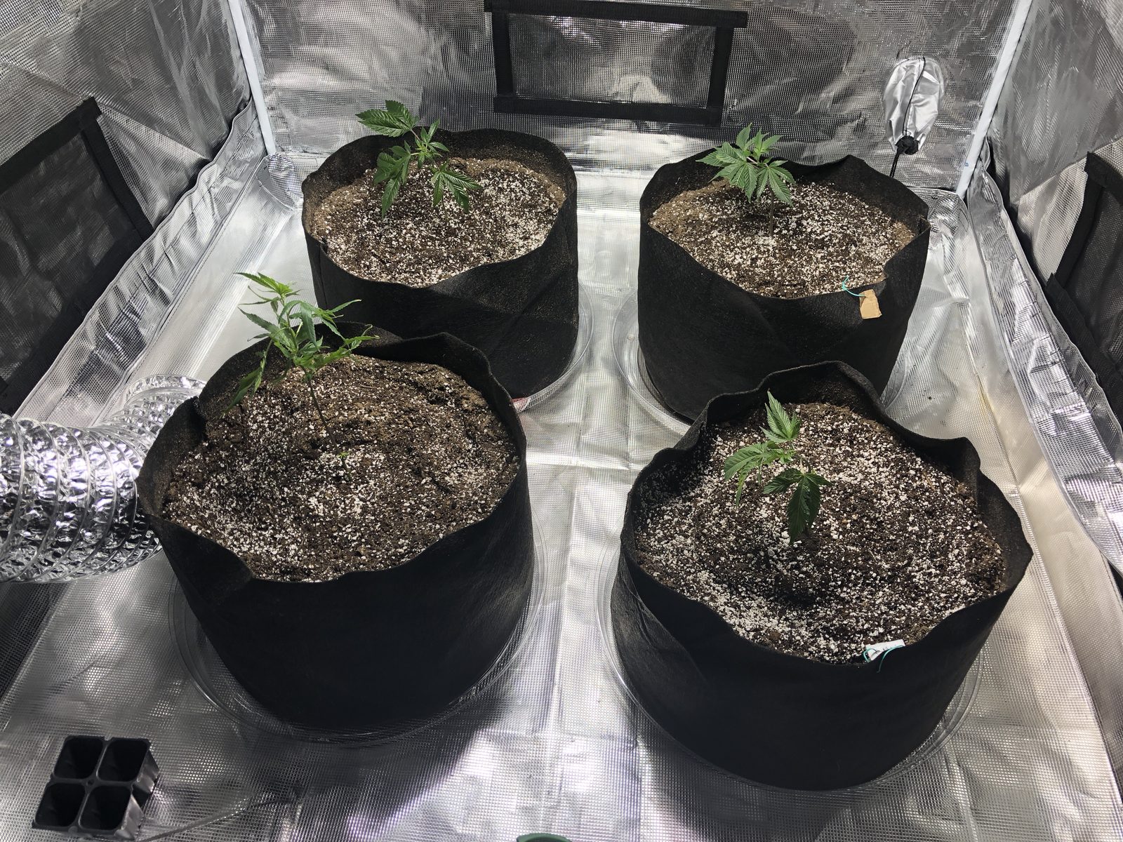 Four cannabis seedlings in fabric pots in a beginner grow tent setup