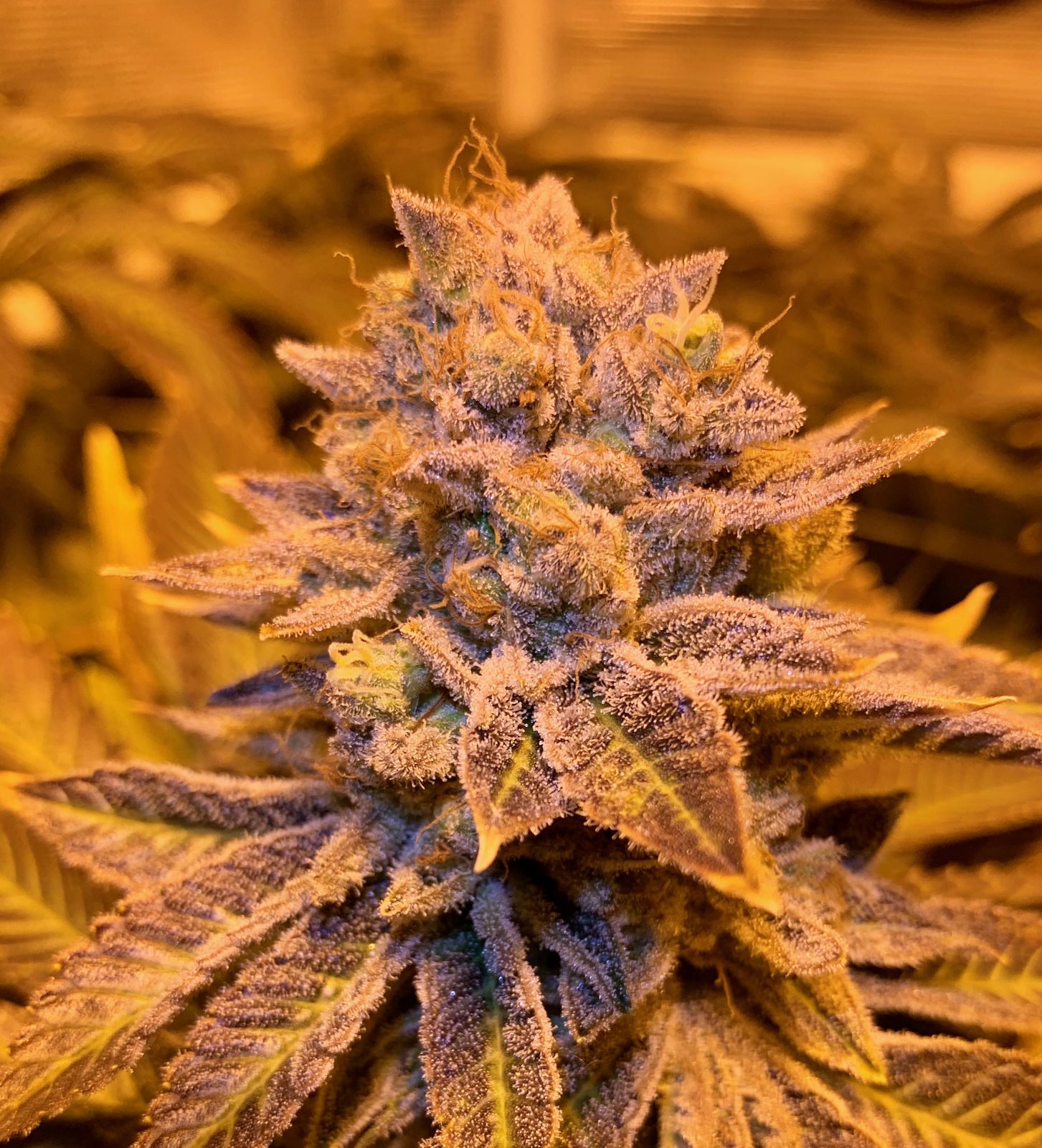Purple-tinted Blueberry cannabis bud close-up showing indica characteristics