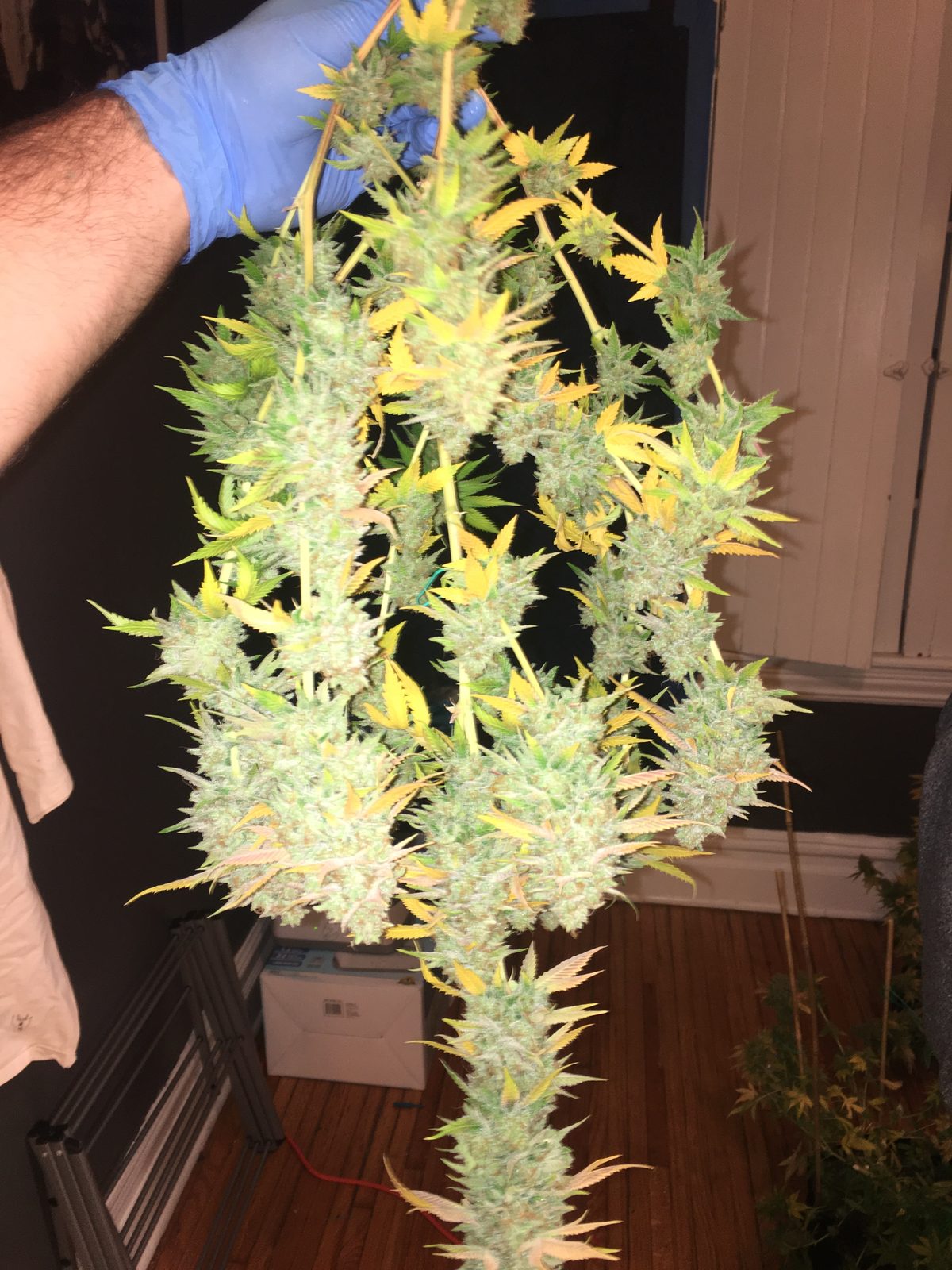 Large home-grown cannabis cola held in hand during harvest, showing big yield