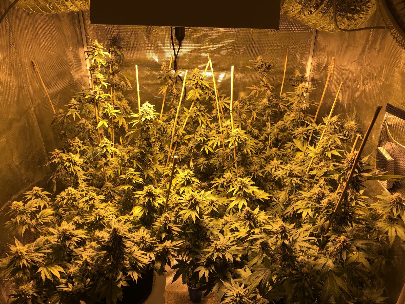 Full canopy of flowering cannabis plants in a home grow tent