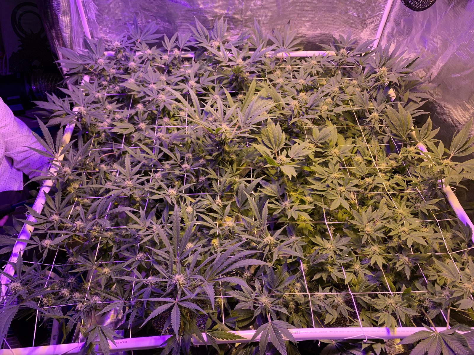 Michigan home cannabis grow with screen of green canopy under LED lighting