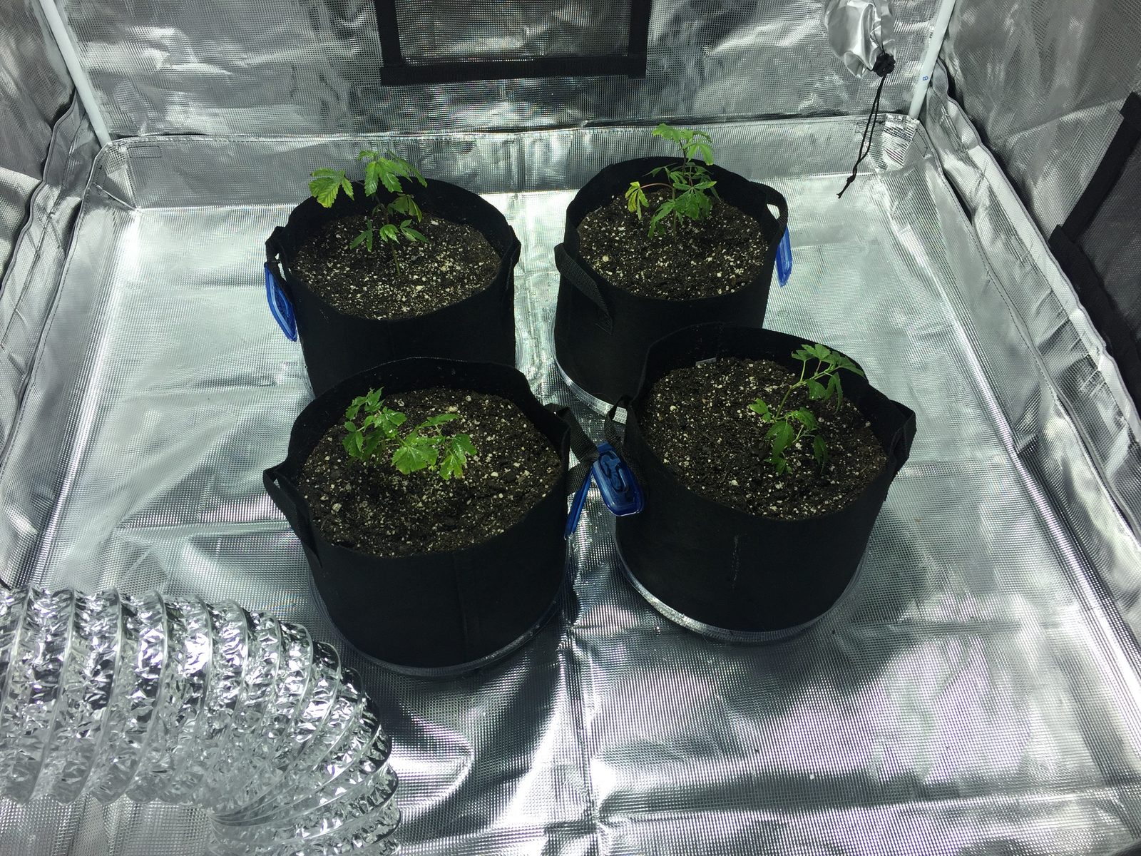 Cannabis autoflower seedlings just emerged in fabric pots inside a small grow tent