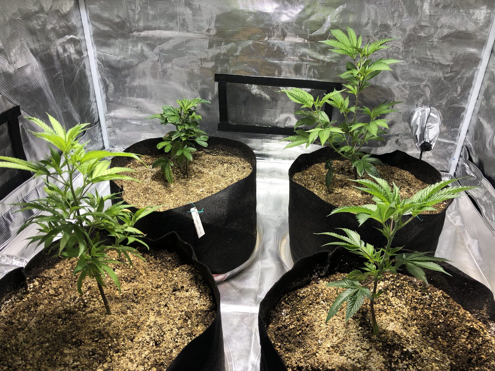 Complete beginner cannabis grow setup with four plants in fabric pots and tent