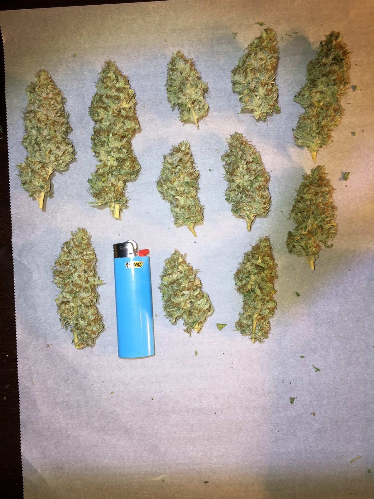 Variety of dried cannabis buds laid out with a lighter for scale, showing strain diversity