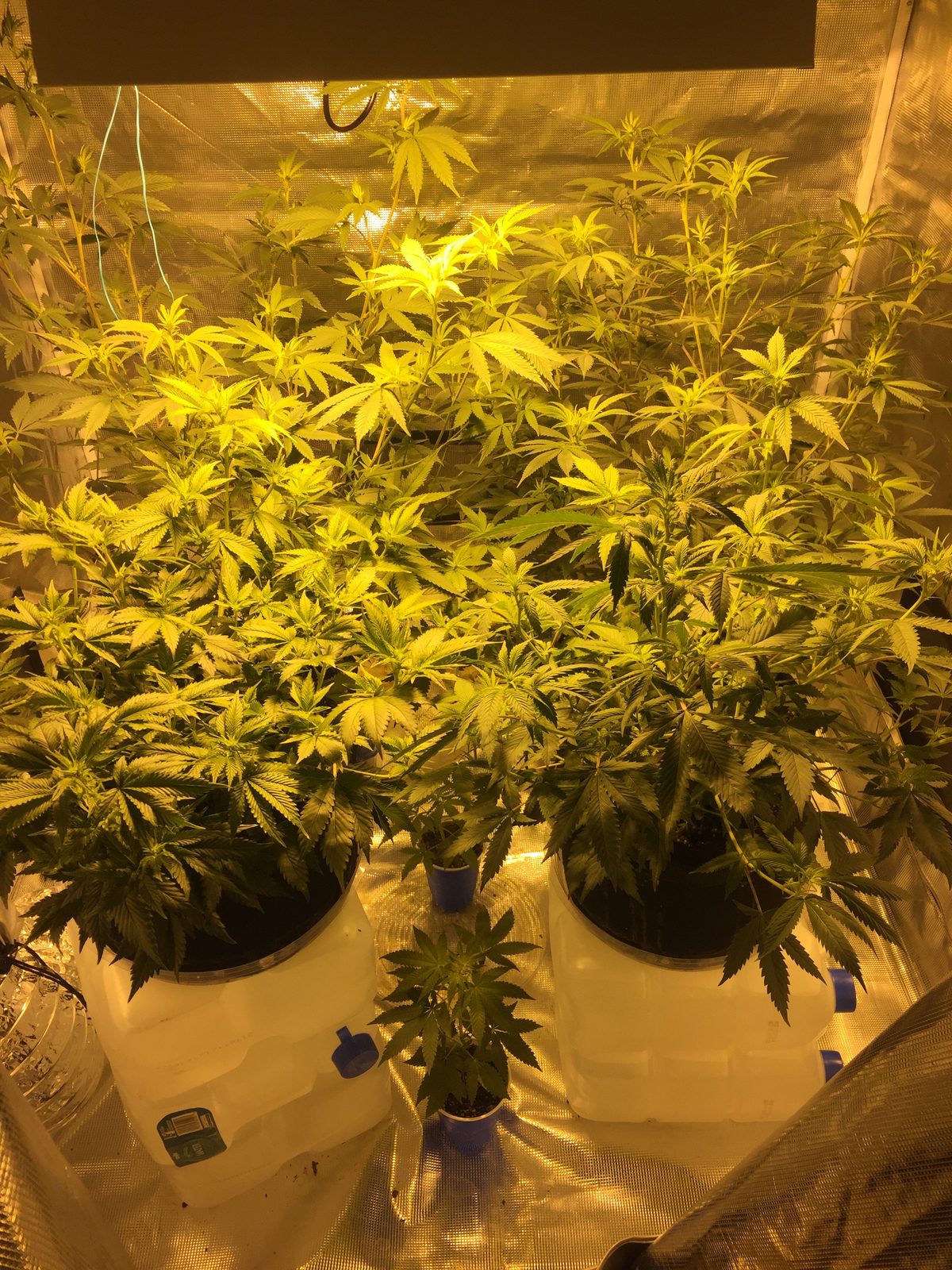 Compact Northern Lights autoflower cannabis canopy under indoor grow lights