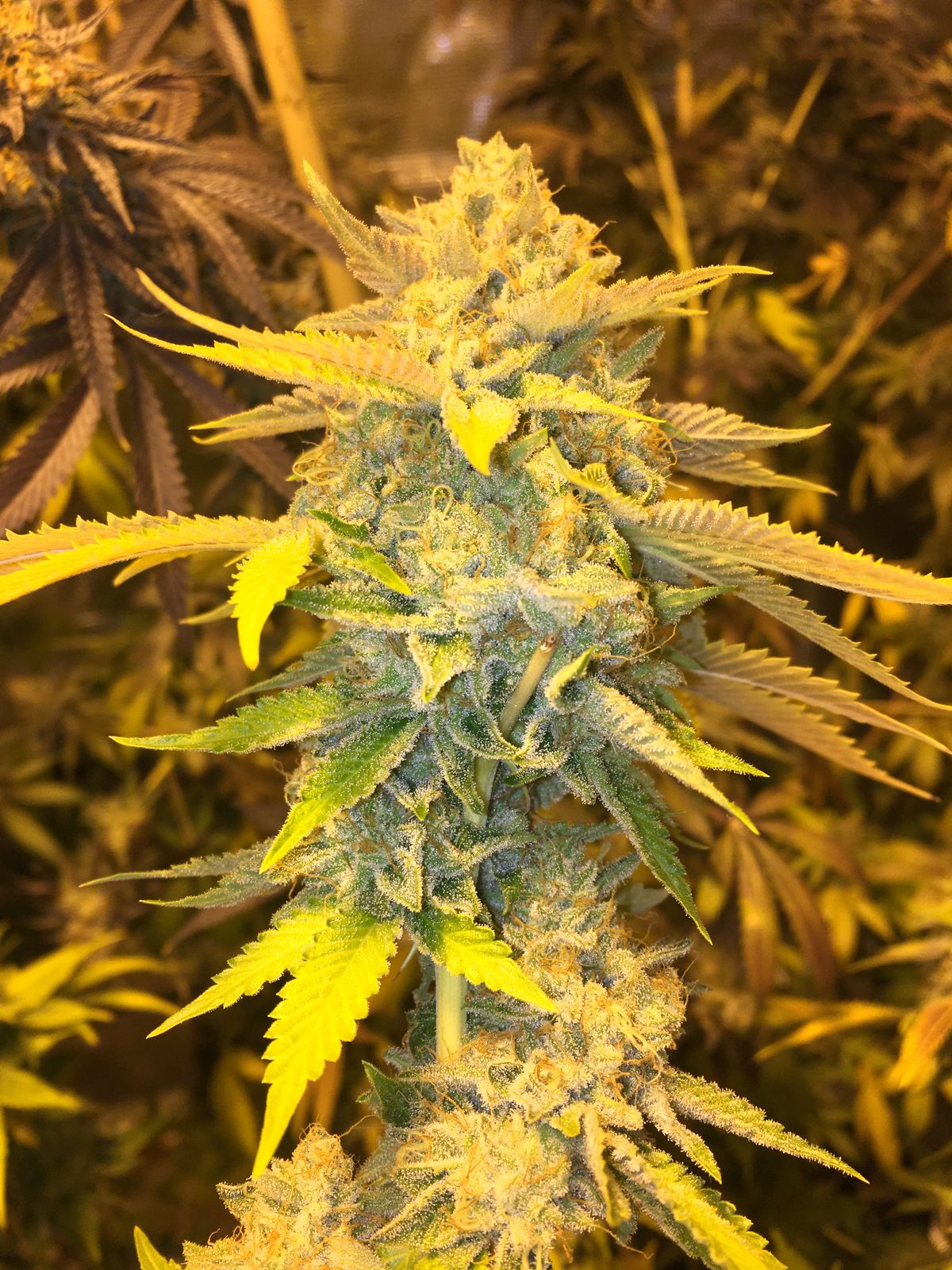 Home-grown White Widow cannabis plant in flower with heavy white trichome coverage